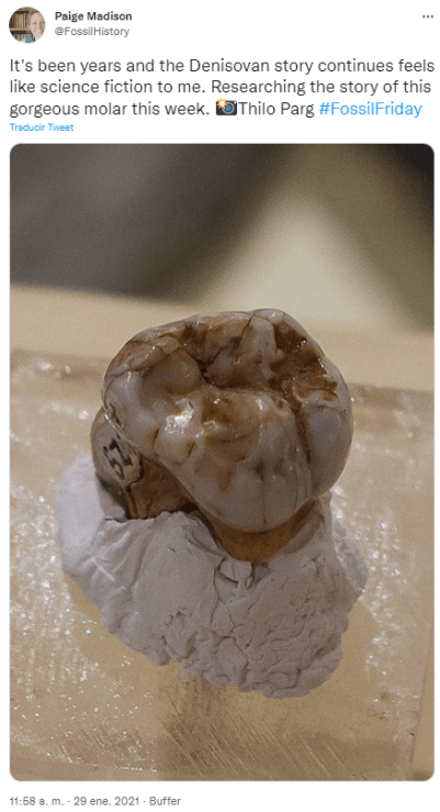 Denisovan molar