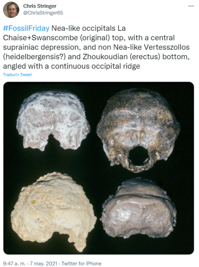 Neandertal-like occipitals