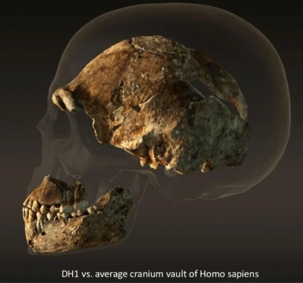 Cráneo de Homo naledi vs. Homo sapiens