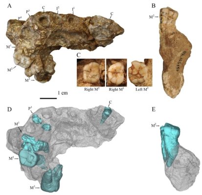 Restos fragmentarios del hominino de Gongwangling