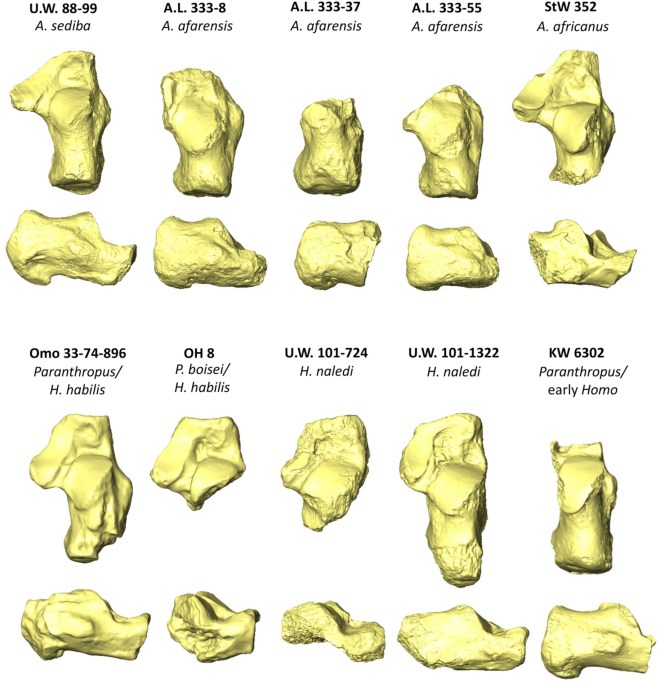 Comparación de huesos calcáneos del registro fósil hominino