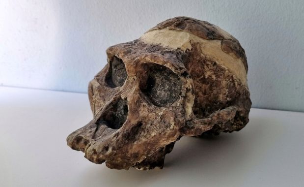 La Señora Ples es más antigua que Lucy: nuevas&nbsp;cuestiones