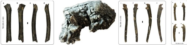 Sahelanthropus, un bípedo hace 7 millones de años: ¿cuáles son las&nbsp;dudas?