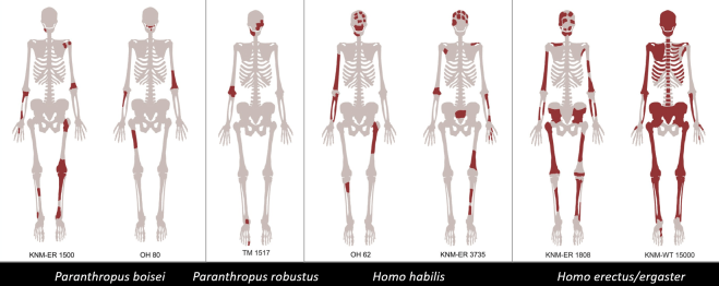Restos poscraneales asociados a cráneos en el Pleistoceno inferior