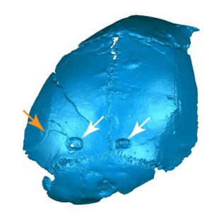 Cráneo SK 54 con dos orificios producidos por mordedura de leopardo
