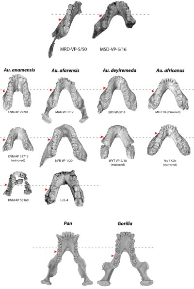 Mandíbulas MRD-VP-5/50 y MRD-VP-5/16 de Woranso-Mille, en comparación con otras mandíbulas australopitecinas