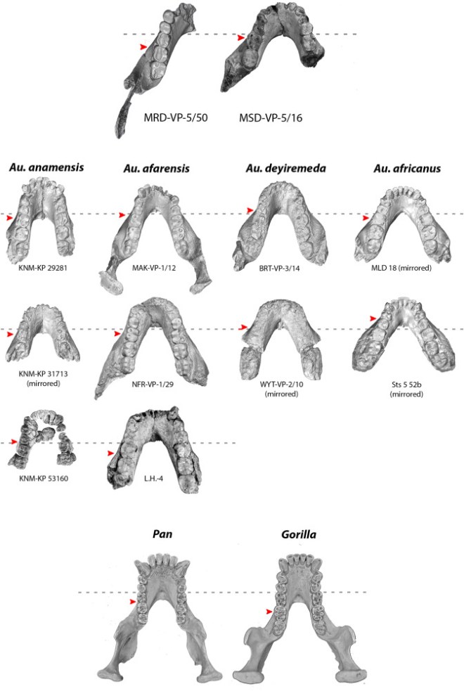 Mandíbulas MRD-VP-5/50 y MRD-VP-5/16 de Woranso-Mille, en comparación con otras mandíbulas australopitecinas