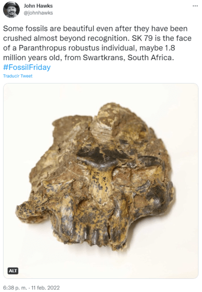 Some fossils are beautiful even after they have been crushed almost beyond recognition. SK 79 is the face of a Paranthropus robustus individual, maybe 1.8 million years old, from Swartkrans, South Africa.