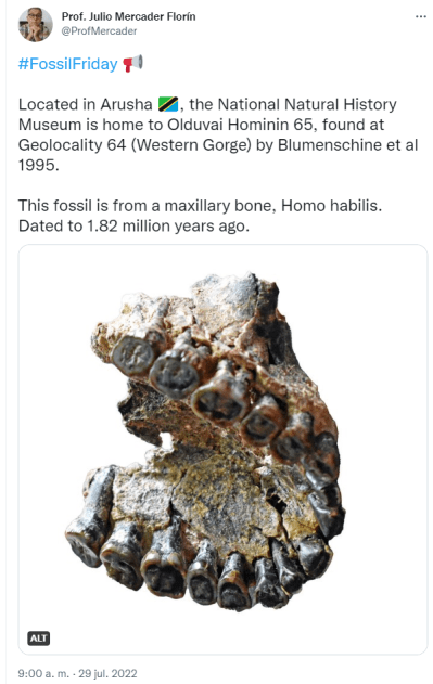 Located in Arusha the National Natural History Museum is home to Olduvai Hominin 65, found at Geolocality 64 (Western Gorge) by Blumenschine et al 1995. This fossil is from a maxillary bone, Homo habilis. Dated to 1.82 million years ago.