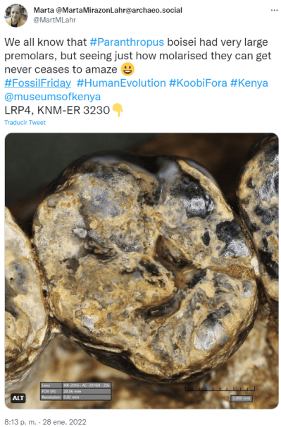 We all know that Paranthropus boisei had very large premolars, but seeing just how molarised they can get never ceases to amaze