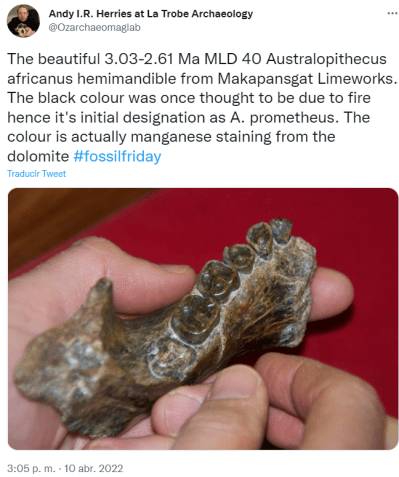 The beautiful 3.03-2.61 Ma MLD 40 Australopithecus africanus hemimandible from Makapansgat Limeworks. The black colour was once thought to be due to fire hence it's initial designation as A. prometheus. The colour is actually manganese staining from the dolomite