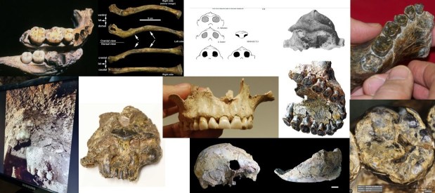 The Top 10 hominin #FossilFriday tweets of&nbsp;2022