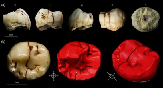 Tercer molar inferior derecho humano de la cueva Lucena