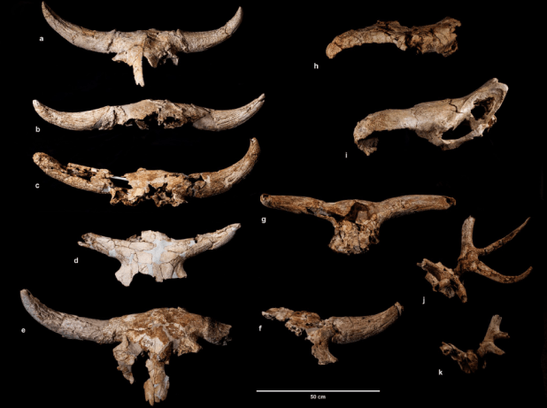 ¿Trofeos de caza neandertales en Cueva&nbsp;Des-Cubierta?