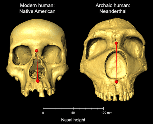 Altura nasal en humano moderno y en neandertal