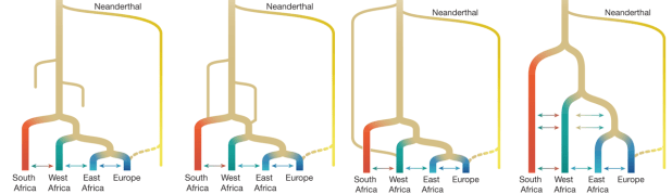 Dos poblaciones troncales de Homo sapiens y las dificultades para conocer nuestros&nbsp;orígenes
