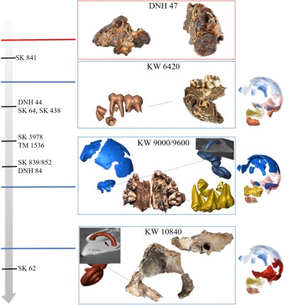 4 individuos infantiles de Paranthropus robustus