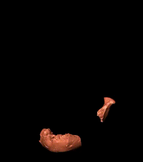 Reconstrucción de un cráneo infantil de Paranthropus robustus