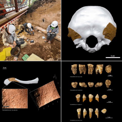 Restos neandertales de Cova de les Teixoneres y marcas de canibalismo