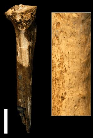 Tibia ER 741 con marcas de corte