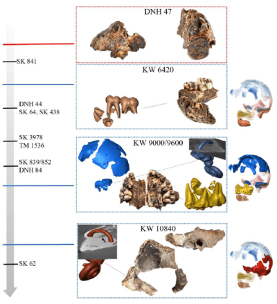Cuatro individuos infantiles de Paranthropus robustus: tres de Kromdraai (KW 6420, KW 9000/9600, and KW 10840) y uno de Drimolen (DNH 47)