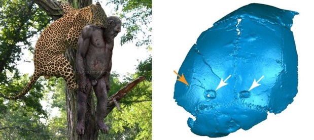 La ontogenia de los parántropos, más similar a la de los humanos que a la de los&nbsp;australopitecos
