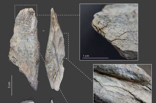Ejemplo de útil óseo hecho por neandertales en Chez-Pinaud