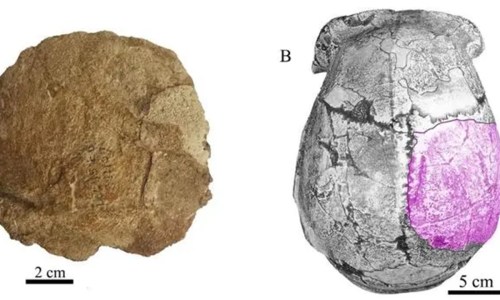 Parietal de hominino hallado en 2023 en Zhoukoudian