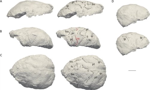 Réplica digital del endocráneo ER 3732