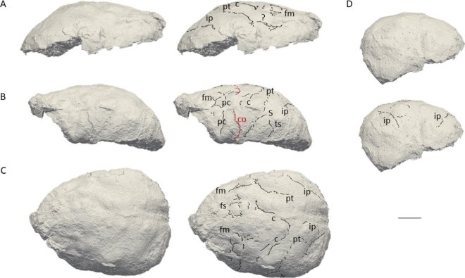 Réplica digital del endocráneo ER 3732