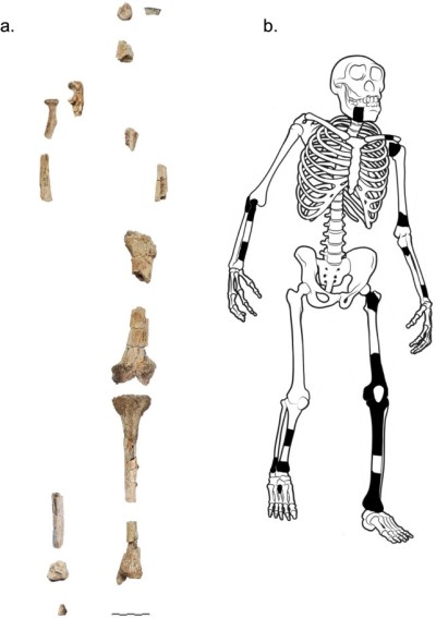 15 fragmentos que componen el esqueleto parcial KNM-ER 1500, atribuido a P. boisei