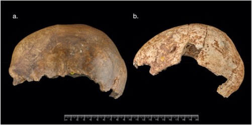 Cráneo copa magdalenienses de Gough's Cave y Cueva Courbet, Bruniquel
