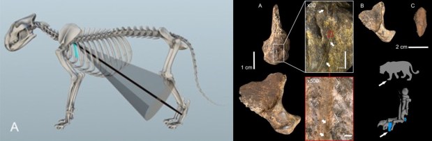 Explotación de leones y de otros grandes carnívoros por&nbsp;neandertales