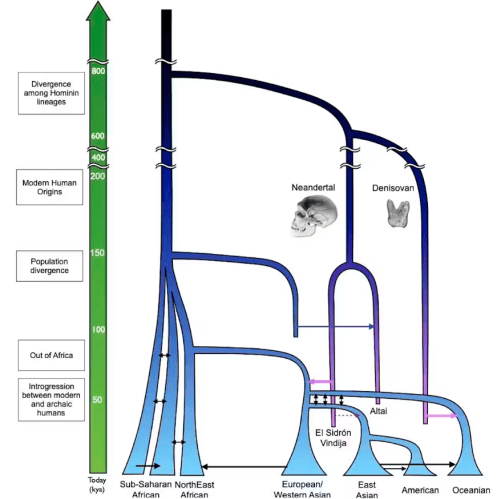 A simplified model of human evolution showing how humans are related to Neanderthals and Denisovans