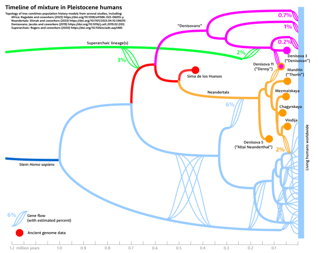 Línea temporal de las hibridaciones entre especies humanas