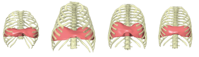Reconstrucción de cajas torácicas y representación de diafragmas en Homo erectus WT 15000, Homo neanderthalensis Kebara 2, Homo sapiens adultos y subadultos