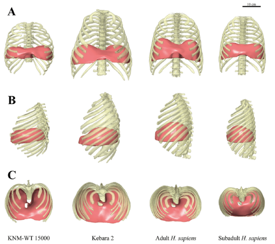 Reconstrucción de cajas torácicas y representación de diafragmas en Homo erectus WT 15000, Homo neanderthalensis Kebara 2, Homo sapiens adultos y subadultos