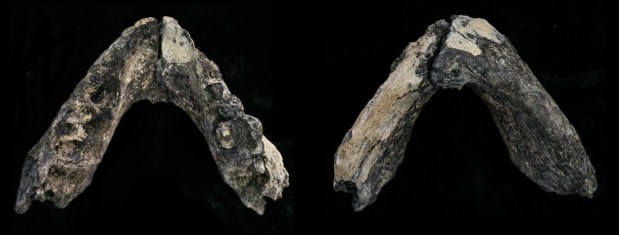 La nueva mandíbula de Australopithecus anamensis sí hace replantear algunas&nbsp;cuestiones