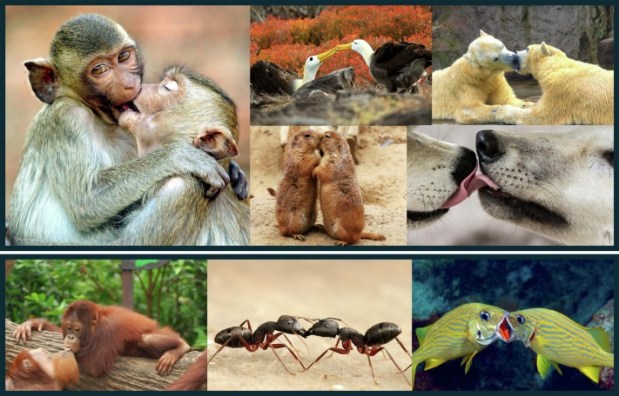 Animales sociales, besados y&nbsp;cascarrabias