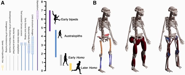 Paleoantropología: novedades 4º trimestre&nbsp;2024