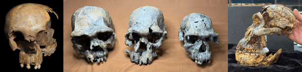 The Top 10 hominin #FossilFriday posts of&nbsp;2024