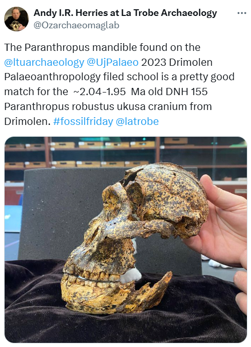 Paranthropus robustus ukusa