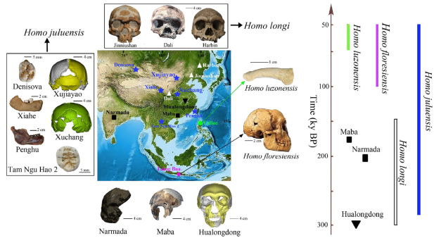 Homo juluensis, Homo longi y&nbsp;denisovanos