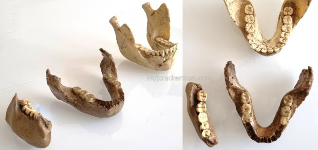 Paranthropus capensis y la diversidad de homininos en el sur de&nbsp;África