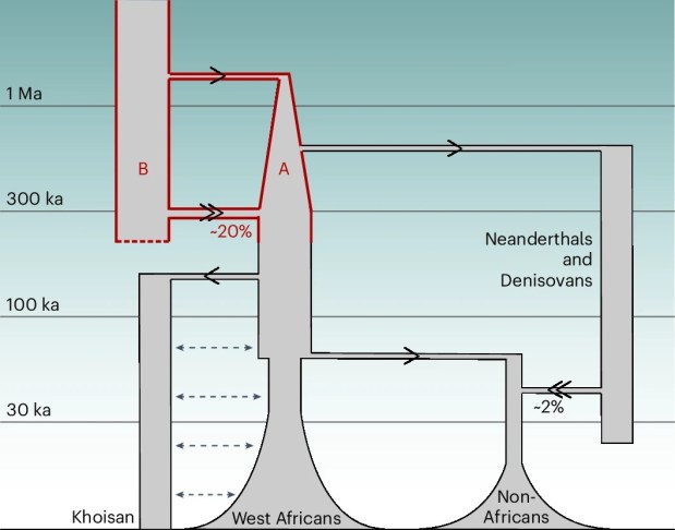 Paleoantropología: novedades 1er trimestre&nbsp;2025