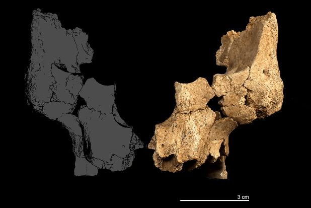 Un posible Homo erectus en el oeste euroasiático hace 1,1-1,4 millones de&nbsp;años