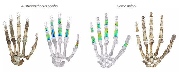 Adaptaciones de las manos en Australopithecus y&nbsp;Homo