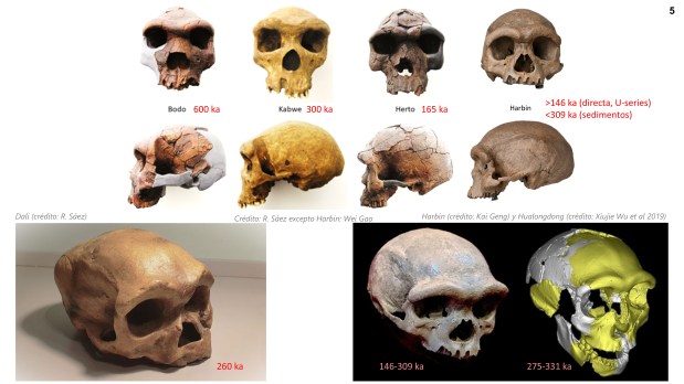 Harbin, denisovanos y el nombre de su&nbsp;especie