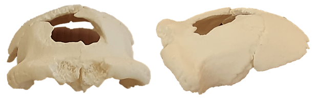 La importancia del cráneo de Kocabaş en el registro fósil&nbsp;hominino