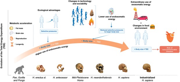 Paleoantropología: novedades 2º trimestre&nbsp;2025